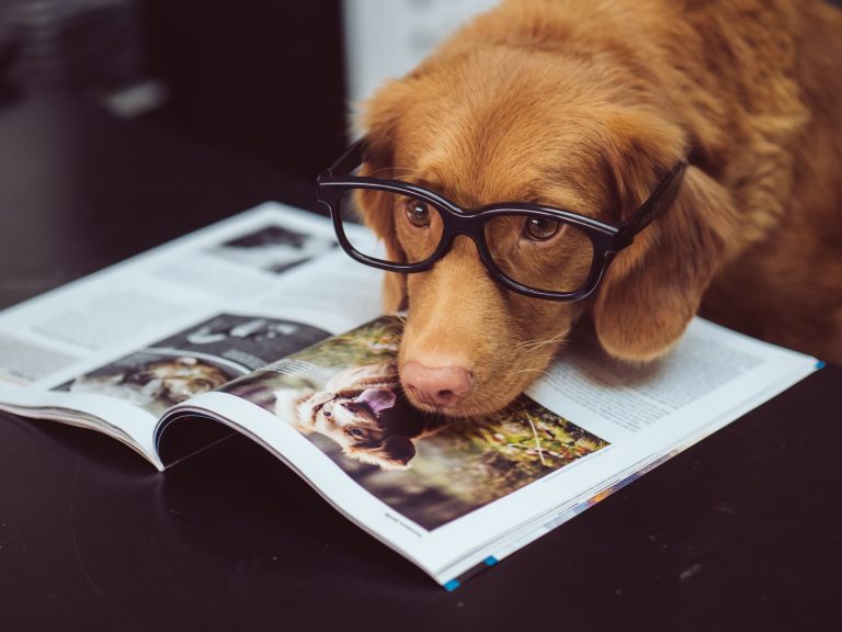 a dog wearing glasses and reading a book