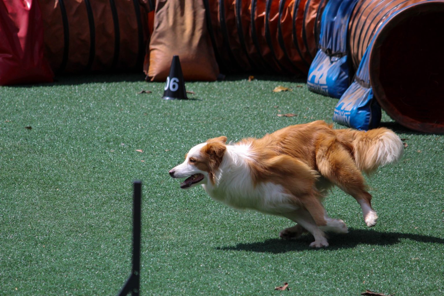 a dog walking on grass